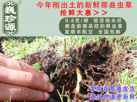 ���r���x�Ĳ����������r�x����Ρ��Դ0.6��/���^�����r�������x�Ĳݣ������ڳ����������^�����r�x��